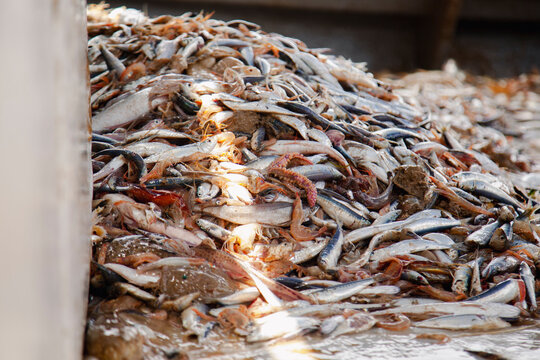 Mixed marine catch piled on deck after commercial trawling
