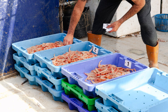 Anonymous fisherman grading fresh shrimp into labeled crates