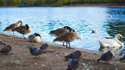 Canada geese, a white swan, and pigeons resting on the lake shore in a city park © Наталья Добровольска