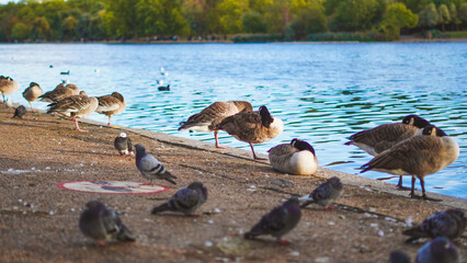 Canada geese, a white swan, and pigeons resting on the lake shore in a city park © Наталья Добровольска