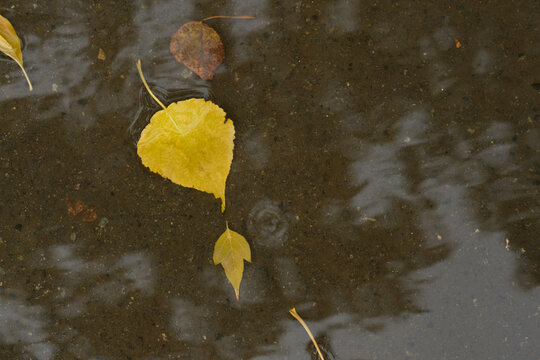 Yellow autumn leaves floating in wet puddle on asphalt with soft water reflections.