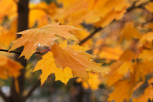 Close up bright orange maple leaves covered with rain droplets on tree branch in autumn.