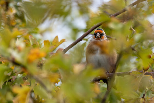 Adult European goldfinch in hawthorn foliage