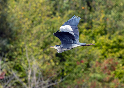 Adult grey heron in flight