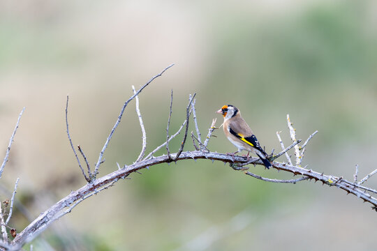 Adult European goldfinch perched on a thorny twig