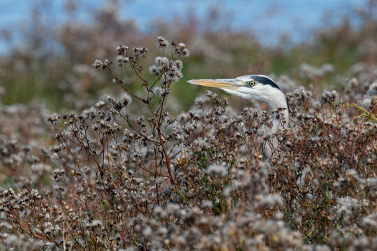 Adult grey heron among seeding vegetation
