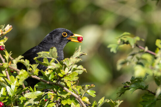 Adult male blackbird feeding on a berry