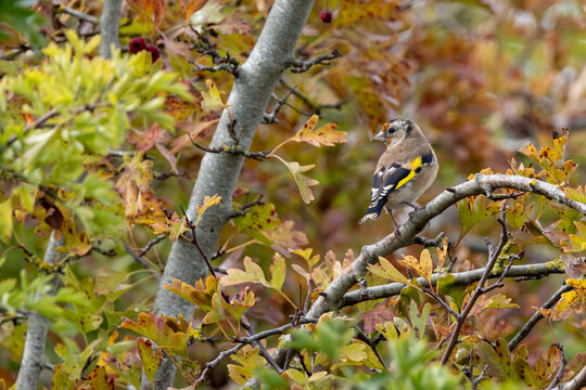 Juvenile European goldfinch in autumn hawthorn