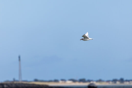 Adult Mediterranean gull flying over the sea