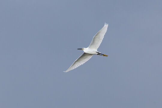 Little egret soaring with wings spread