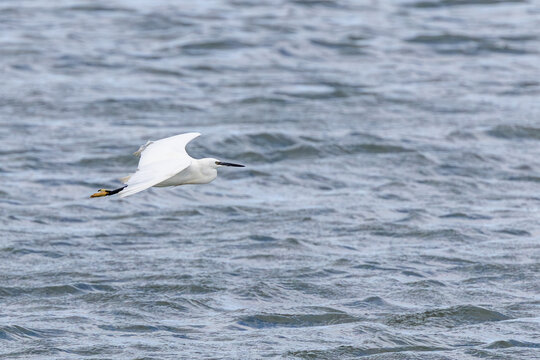 Little egret in flight over water