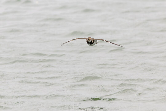 Ruddy turnstone in flight over water