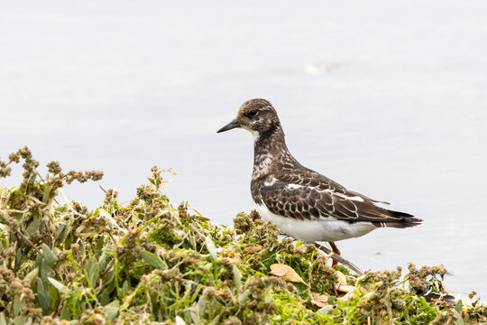 Ruddy turnstone on the strandline