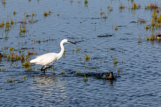 Little egret wading in the shallows