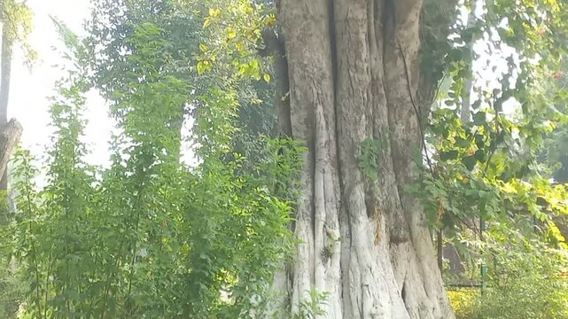 Majestic giant banyan tree featuring enormous pale buttress roots in a serene park. Camera explores the spreading base, textured trunk, and leafy canopy amid green bushes, palms, and pathways.