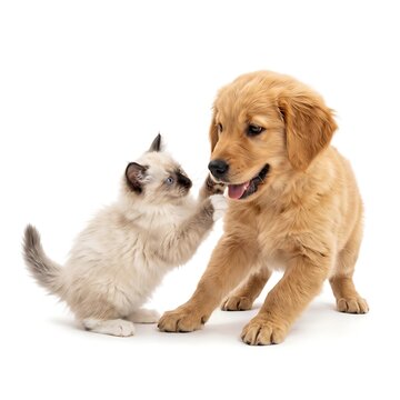 Golden retriever puppy and ragdoll kitten interacting on a white background