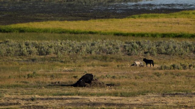 Wolf Pack Plays Behind Grizzly Eating Buried Carcass in Hayden Valley