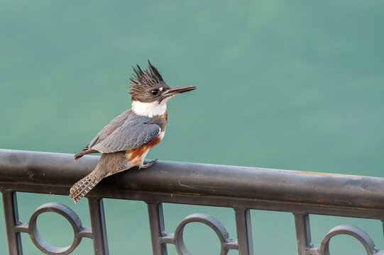 Belted Kingfisher Perched on Metail Railing