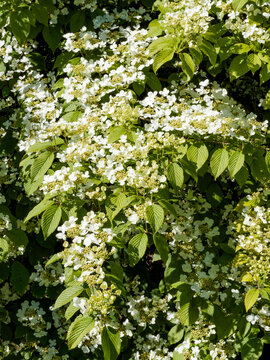  (Viburnum plicatum) Japanese snowball or Chinese viburnum, magnificent shrub with cascading branches bearing flat clusters of white flowers above tapered, veined foliage with regularly serrated edges