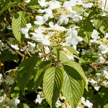 Japanese snowball bush (Viburnum plicatum) Upright flower in flat corymb with sterile, white, elliptical petals surrounding greenish-white fertile petals, bud-shaped above textured green leaves