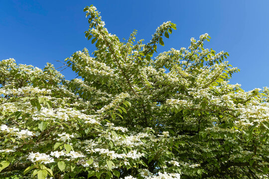 Japanese snowball bush or Chinese viburnum (Viburnum plicatum), spreading crown and upright branches adorned with spectacular white flowers in flat corymbs