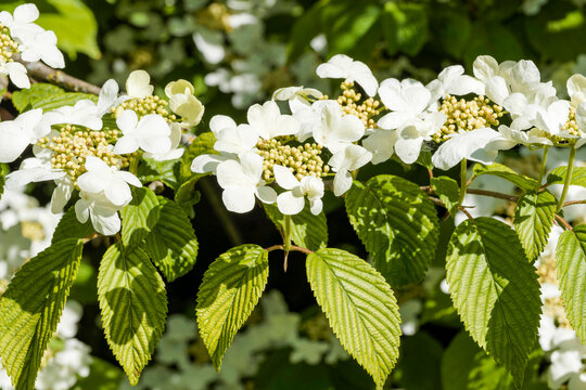 Viburnum plicatum 'Mariesii' - Horizontal branch of Japanese snowball shrub bearing clusters of flowers in flat corymbs of white elliptical sterile petals surrounding fertile beige to white-green buds