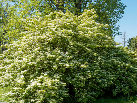 Viburnum plicatum 'Mariesii' - Chinese pleated viburnum. Ornamental bushy shrub with tiered habit, branches with pretty white spring flowers in flat corymbs above dark green oval and textured leaves