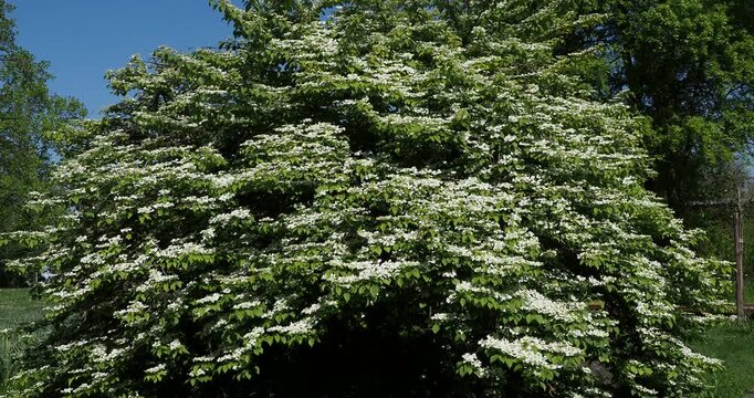 (Viburnum plicatum) Magnificent Chinese viburnum or Japanese snowball bush with tiered branches covered in flat corymbs of white spring flowers above oval green textured leaves as ornamental plant