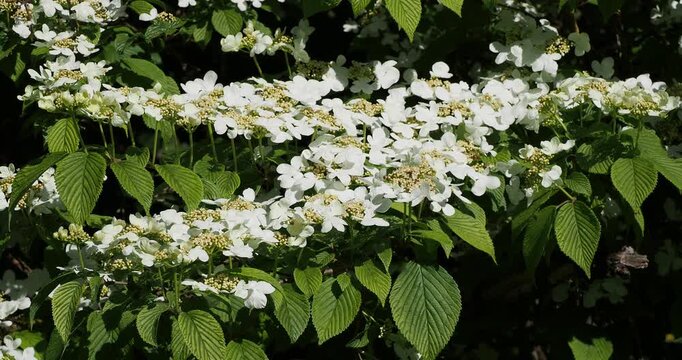 Japanese Viburnum 'Mariesii' - Chinese viburnum. Elegant tiered blooms of large, saucer-shaped white flowers in early summer above oval, green, textured leaves with slightly wavy margins

