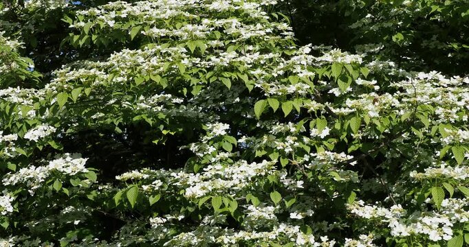 Japanese snowball bush or Chinese viburnum (Viburnum plicatum 'Mariesii )Tiered branches bearing large sterile white flowers and small fertile beige flowers in flat corymbs on green veined foliage