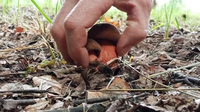 Close-up of a person harvesting two granular-stemmed bolete mushrooms from the forest floor. The mushrooms grow among fallen leaves and natural woodland vegetation.