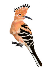 Hoopoes birds الهدهد © Mohammed