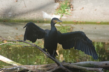 Kormoran zwyczajny (Phalacrocorax carbo) © Krzysztof