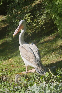 Pelikan (Pelecanidae)