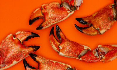 Crab macro food texture. Crab fresh seafood detail. Crab isolated background minimal. Crab gourmet cuisine concept. © Svitlana