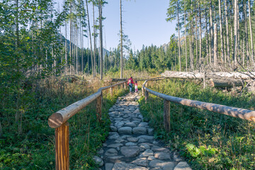 People walk on a stone path through a forest with tall trees and green plants in a scenic mountain landscape nature view © MAKSYM