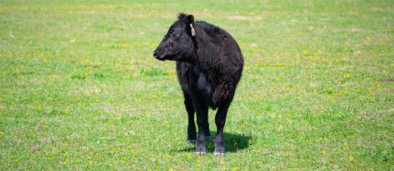 Cattle grazing moves through green pasture. Cattle in meadow support rural farming. Black cattle graze across farm field. Spring grass surrounds cattle outdoors. © Svitlana