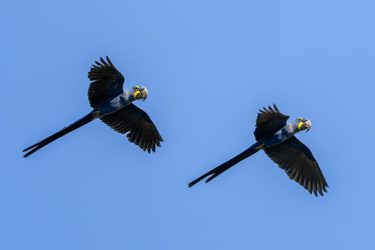 Hyacinth Macaw - Anodorhynchus hyacinthinus, beautiful large blue parrot from South American forests, Pantanal, Brazil.