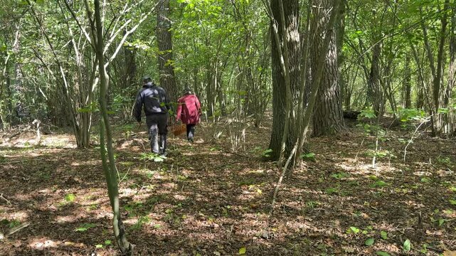 Several mushroom pickers walk deeper into the forest in search of wild mushrooms.