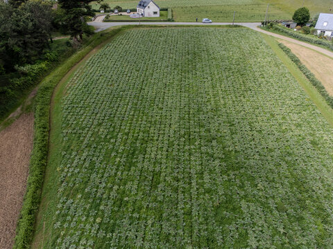 Artichoke fields in Finistere or Cotes-d'Armor, Brittany; Camus de Bretagne and Castel varieties, fields near Plouescat and Santec villages; coastal food cultivation.