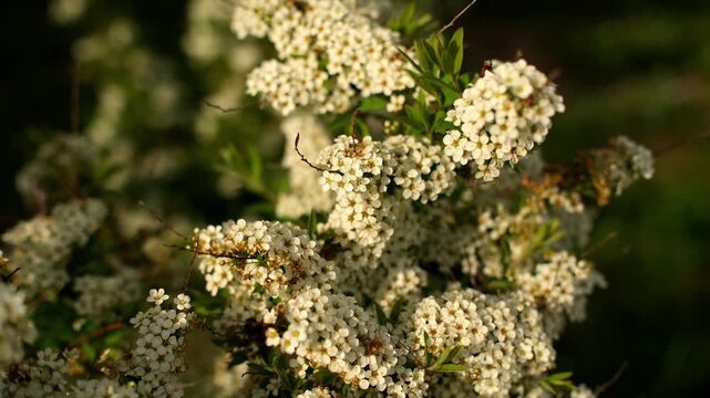 White spiraea flowers bloom densely across outdoor garden shrub in bright sunlight. Flowering branches sway gently under light breeze, showing peaceful springtime beauty in natural park.