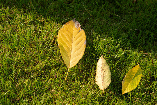 The fallen leaves of autumn fall on the green grassland, and autumn has arrived.