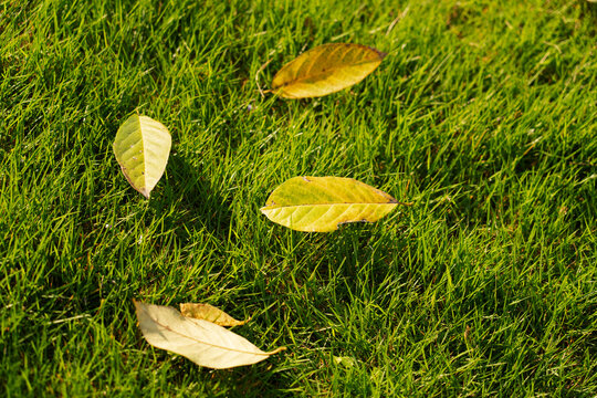 The fallen leaves of autumn fall on the green grassland, and autumn has arrived.