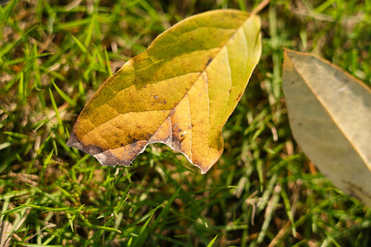 The fallen leaves of autumn fall on the green grassland, and autumn has arrived.
