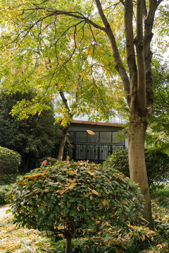 The roadside of the park in the early autumn morning
