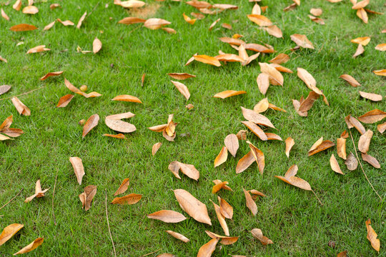 The fallen leaves of autumn fall on the green grassland, and autumn has arrived.