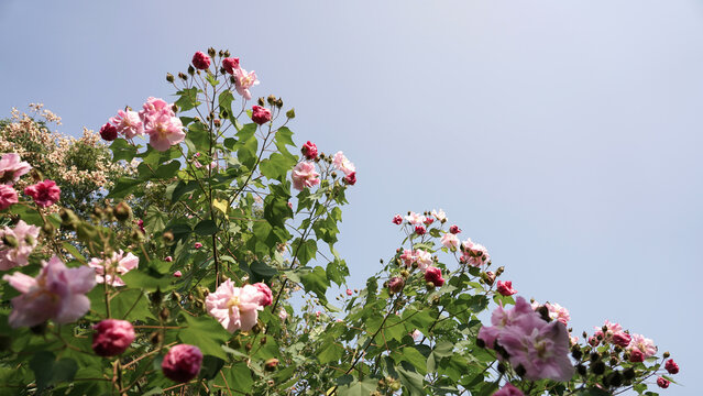 background, beautiful, beauty, bloom, blooming, blossom, botany, branch, flora, floral, flower, garden, green, leaf, natural, nature, petal, pink, plant, season, sky, spring, summer, tree, white