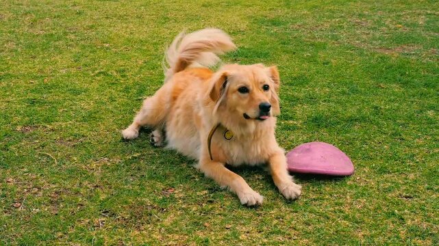 Golden retriever panting playfully beside pink frisbee on lush green grass
