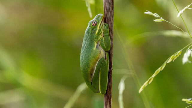 Green tree frog clinging to a vertical dry stem