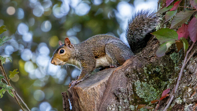 Squirrel crouching on a cut tree branch